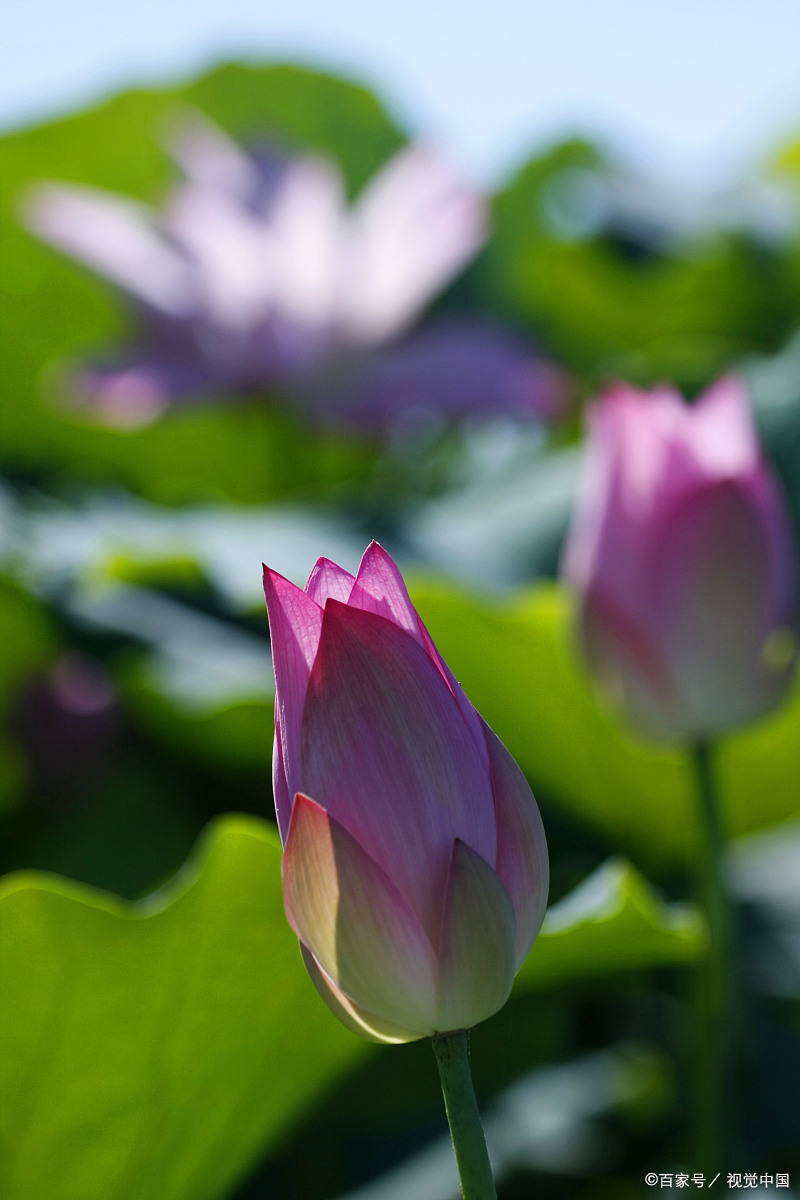 春风又绿江南岸,荷花迎风流泪情雨润荷叶墨绿影,蛙声依旧南国景