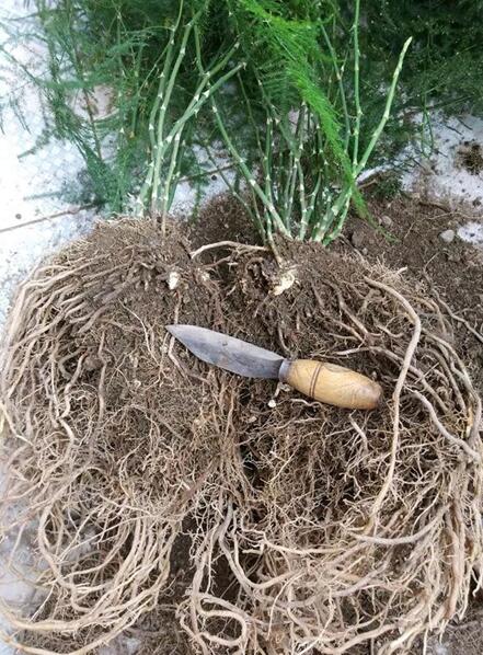 文竹叶子老发黄?这几点要注意,烂根也能救回来!