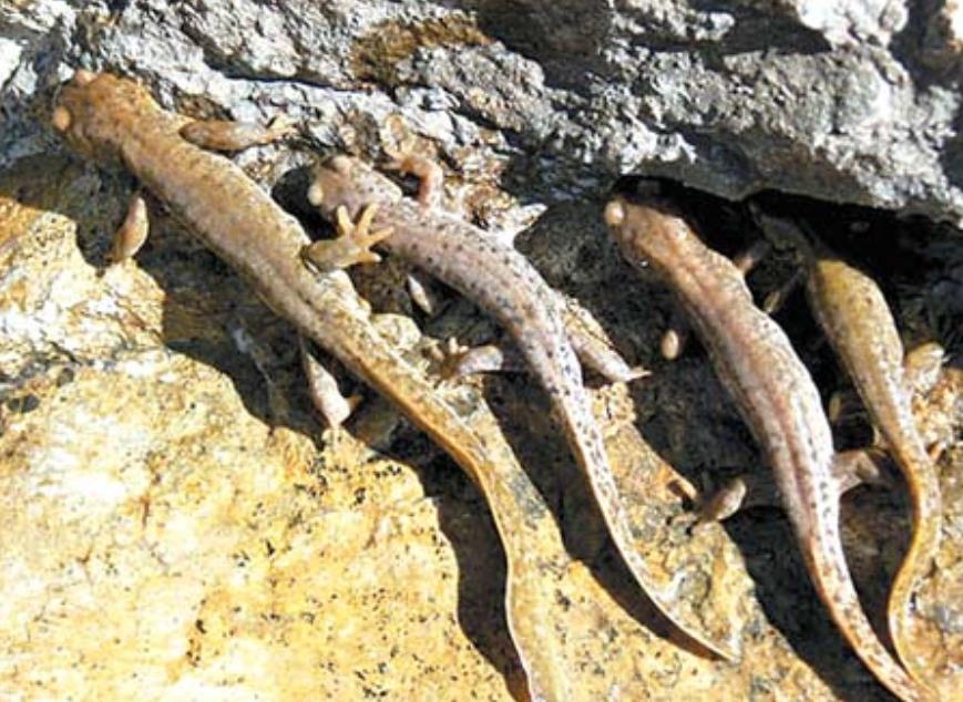 中国5种"活化石"生物,第3种极可能走向灭绝