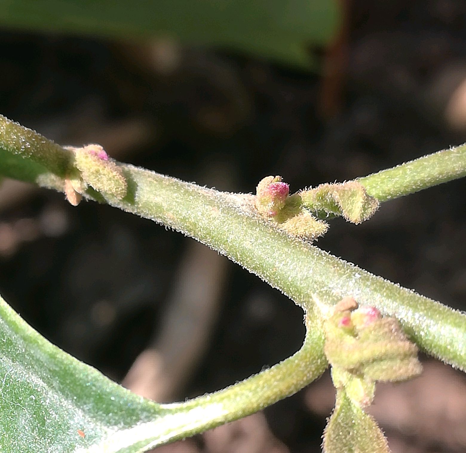 三角梅的花芽和叶芽长啥样?认识花芽和叶芽可以为后期促花做方案