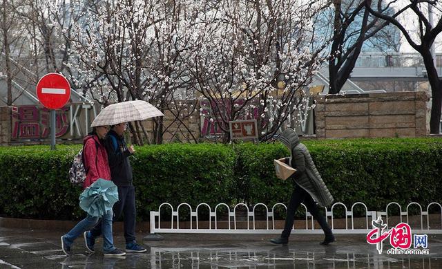 3月20日,行人在北京街头打伞避雨中国网 赵娜摄影