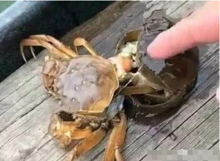 抖音"螃蟹女"火了,买的螃蟹突然多了几个,原因让人"汗颜"