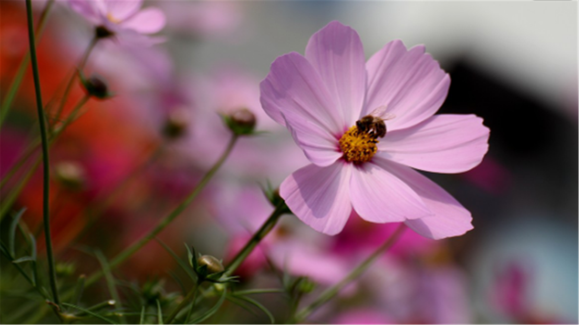 矮小玲珑的金露梅,最好养的小花,特耐寒,太喜人了!