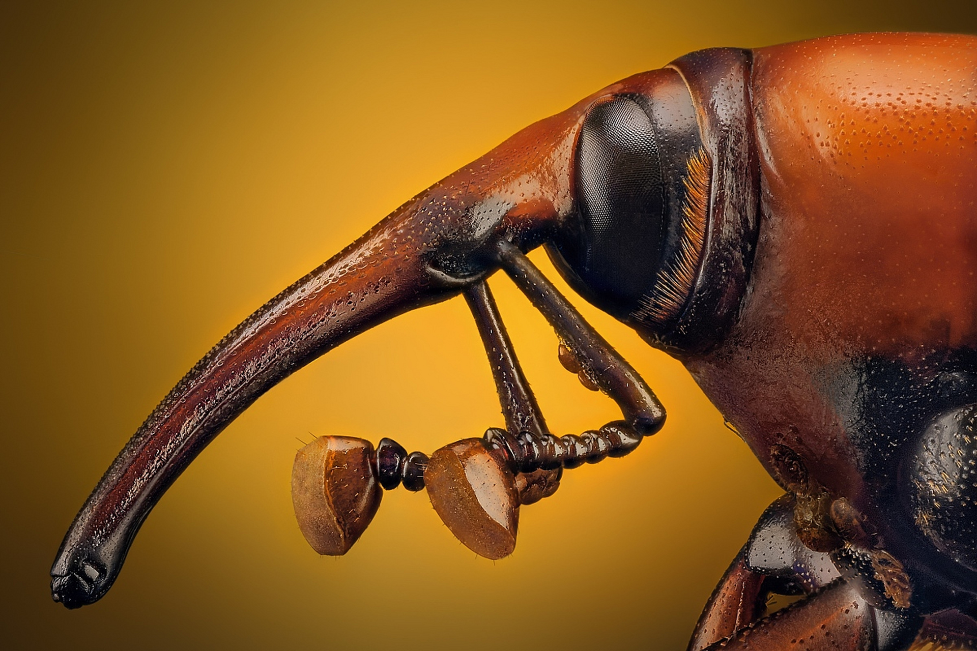 动物趣图# 象鼻虫,又叫笋子虫,鼻子长长质地坚硬,小时候经常去竹林里