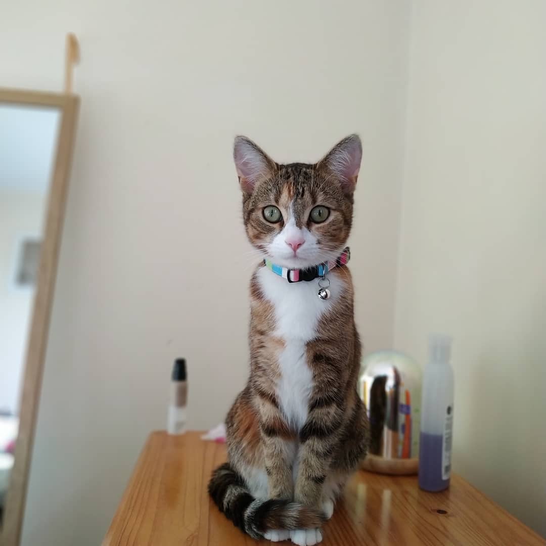 猫咪的尾巴可以说话,铲屎官通过观察尾巴就能了解猫咪