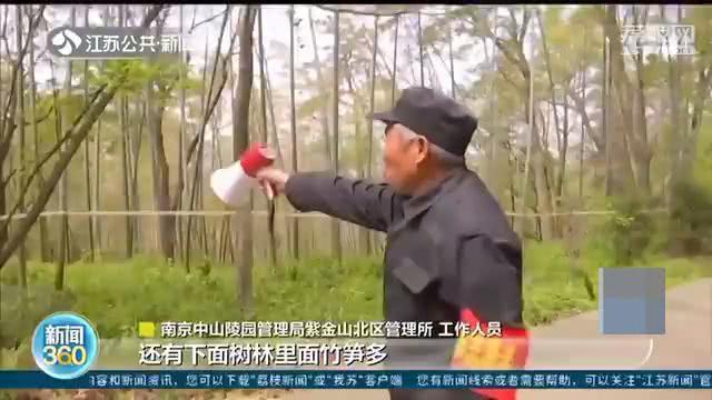 偷偷跑到南京紫金山挖竹笋,嘴馋丢人,破坏景区生态