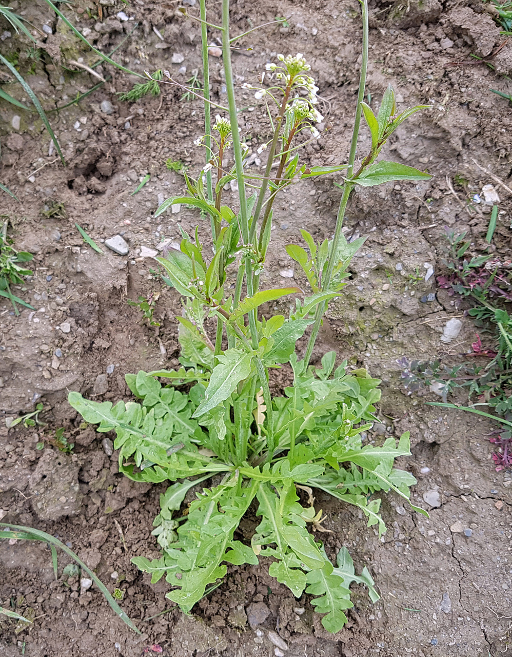 农村的野生植物苦麻菜具有丰富的营养价值和药用效果,是农村的宝藏之