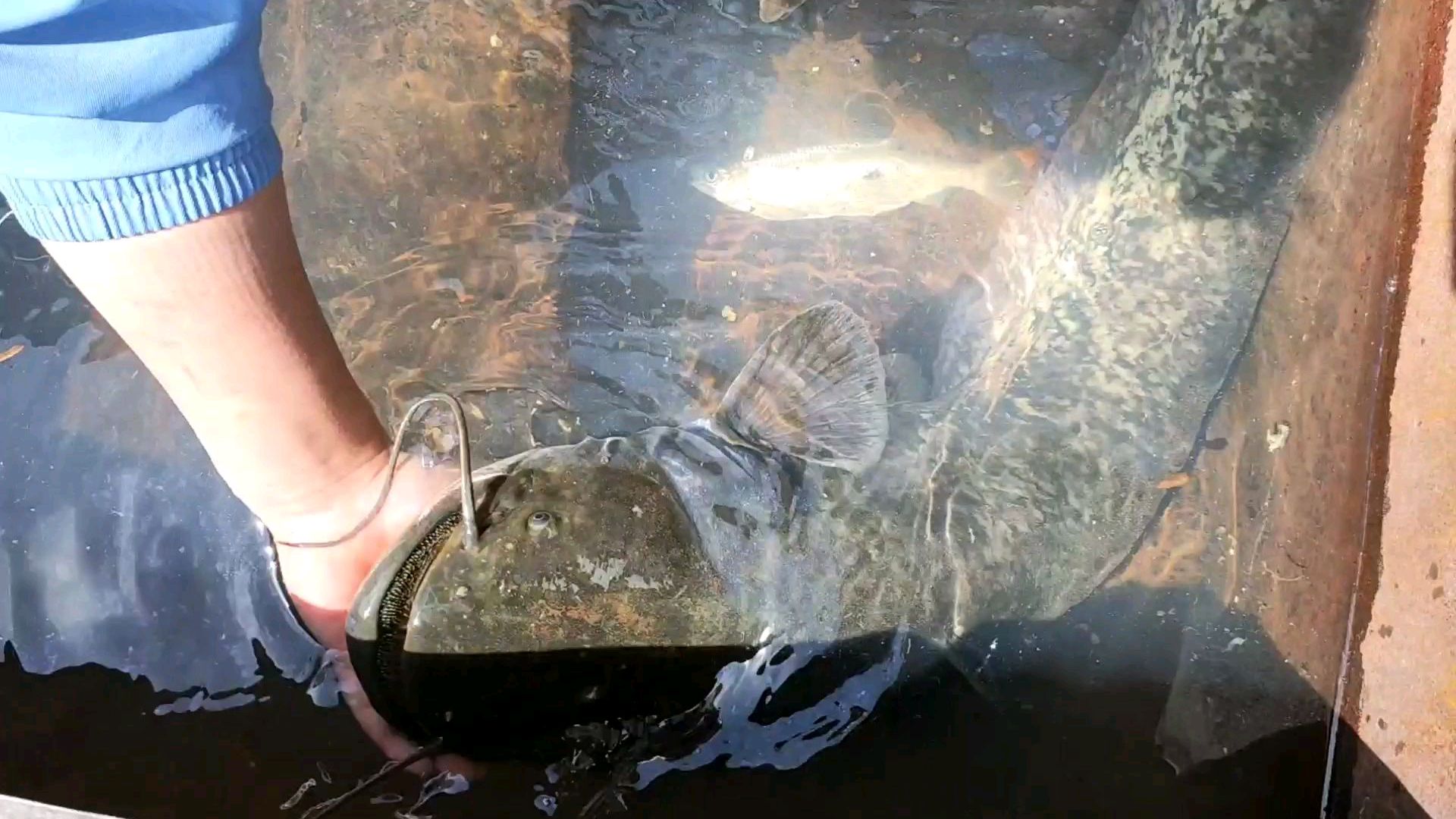 公司鱼塘三年来第一次清淤泥,抽完水后,真的有大货在里面