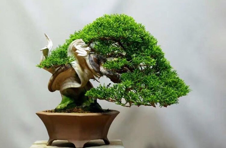 柏树老桩舍利盆景欣赏,枯荣对比强烈,造型柔中有刚