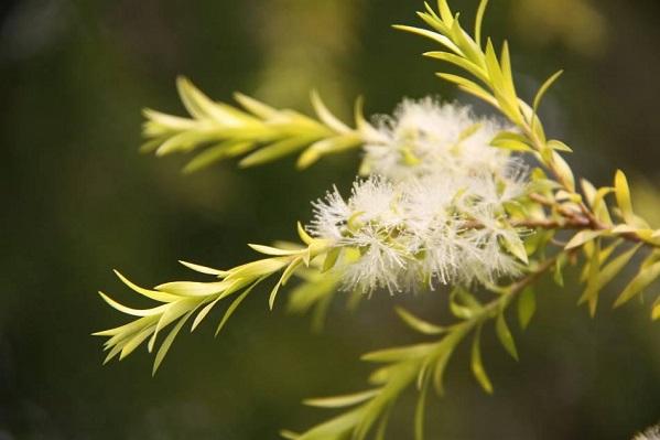 恭喜发财——黄金串钱柳的栽培技术