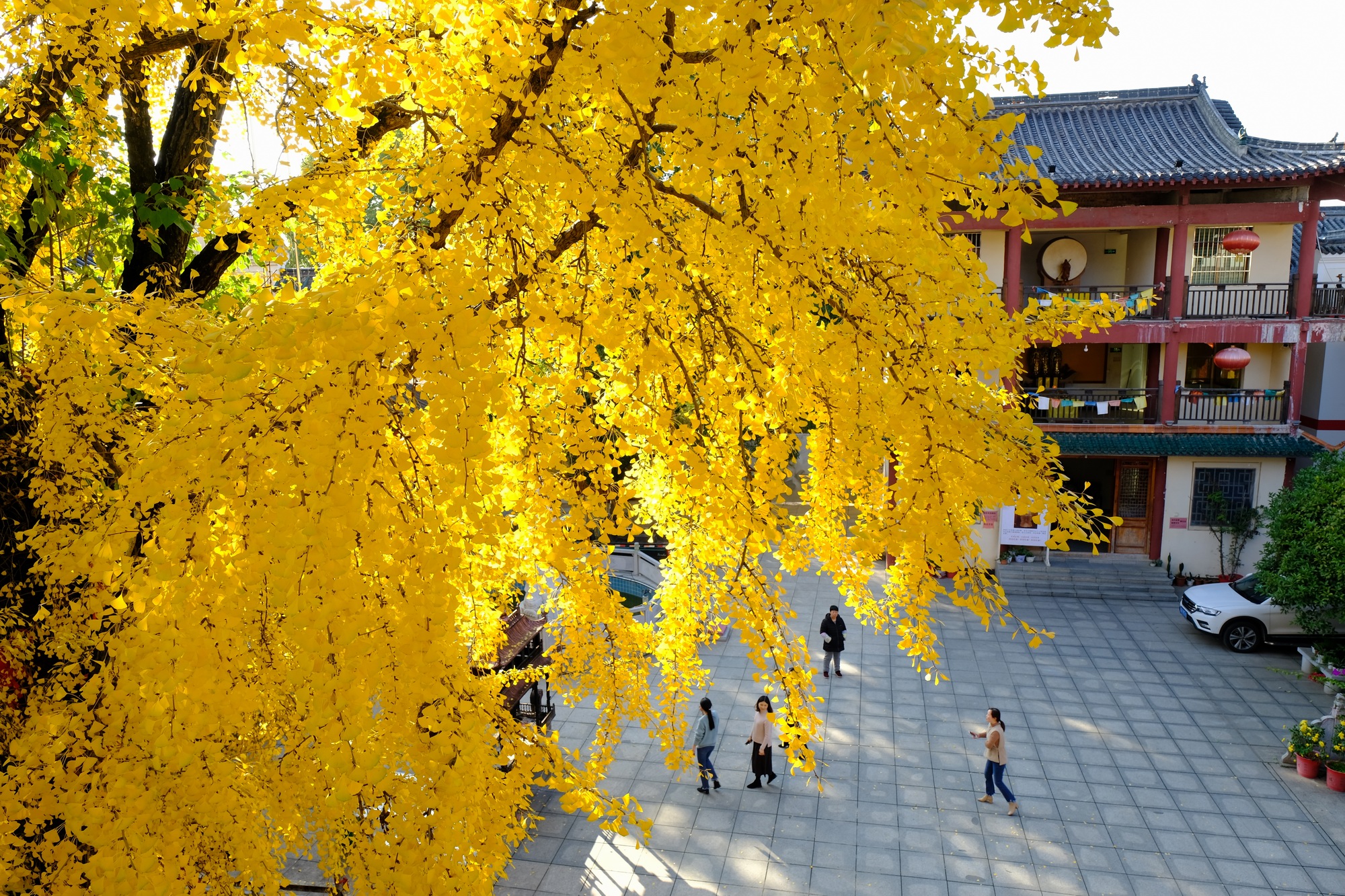 湖南韶山旅游区银田镇有个银田寺,院内一棵古银杏那是非常漂亮的.