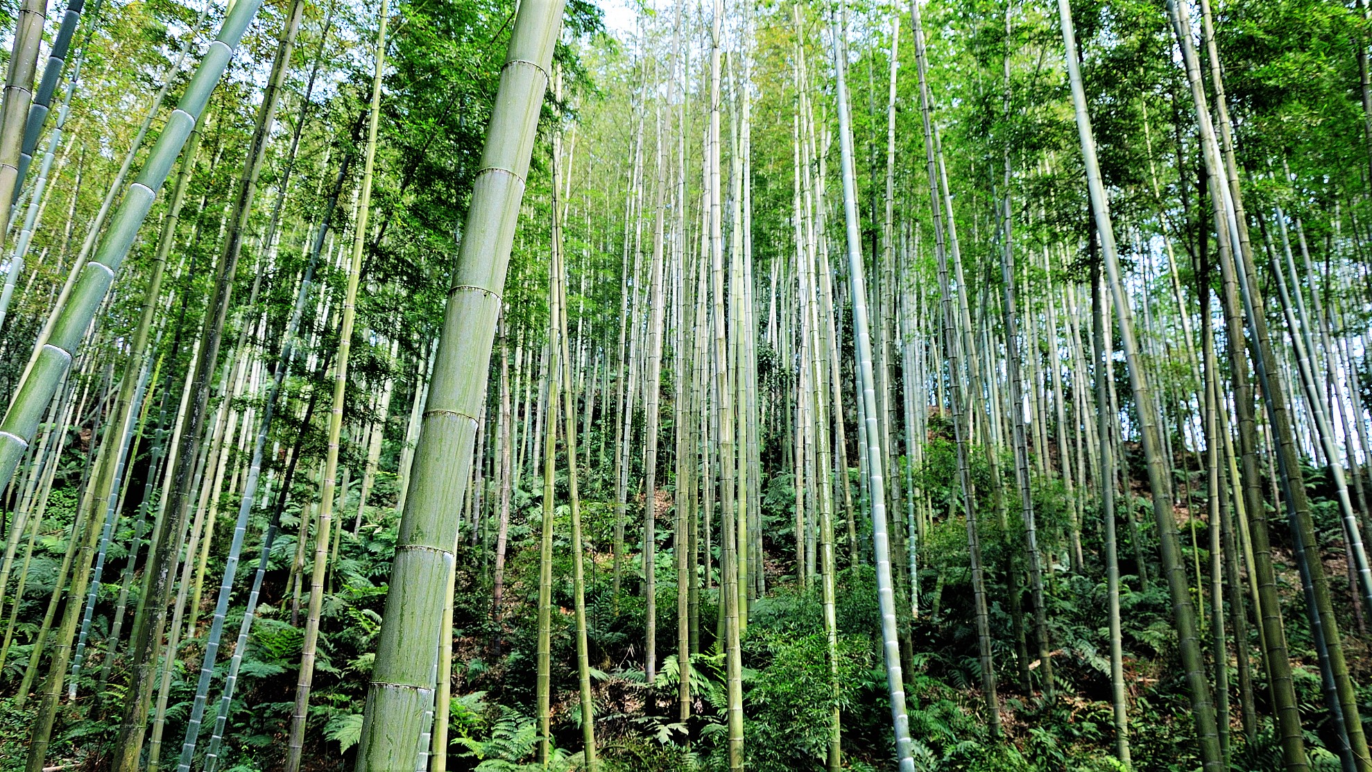 中国最美十大森林之蜀南竹海