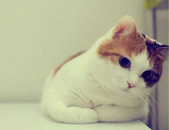 猫咪的