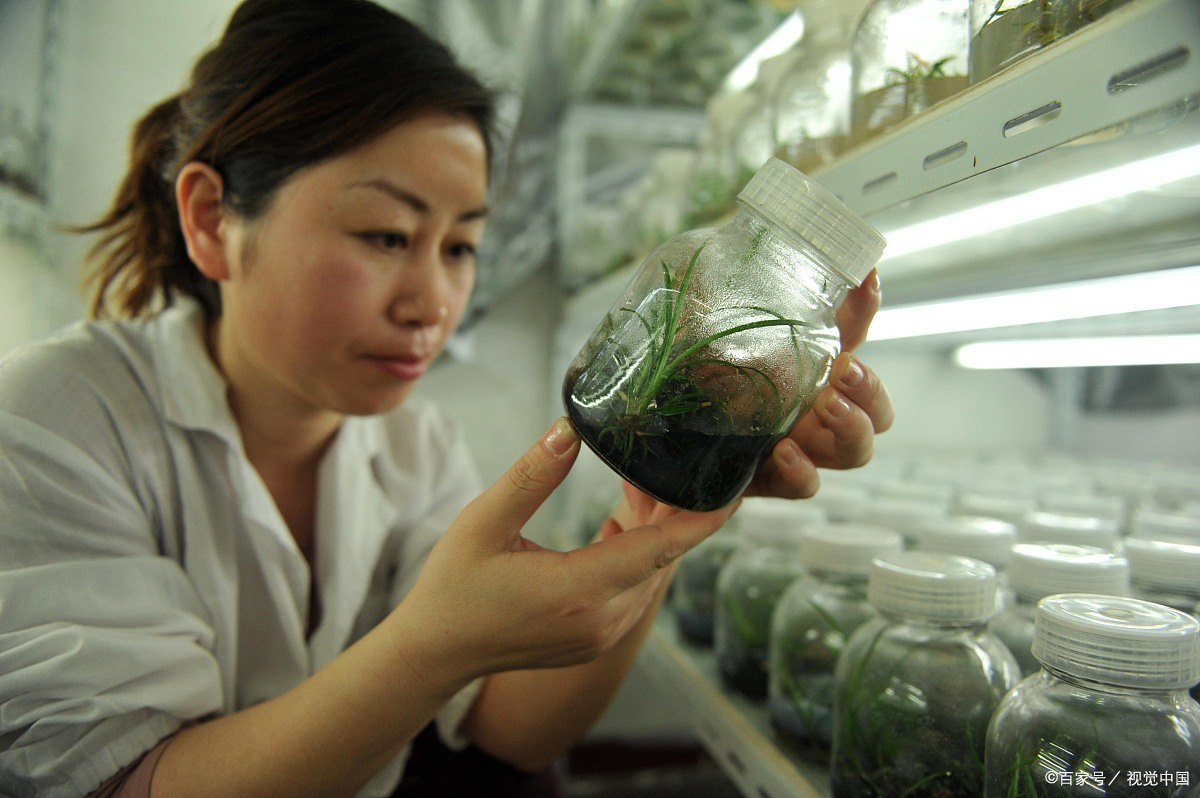 兰花 组培和科技苗 - 2020年最新商品信息聚合专区 - 百度爱采购