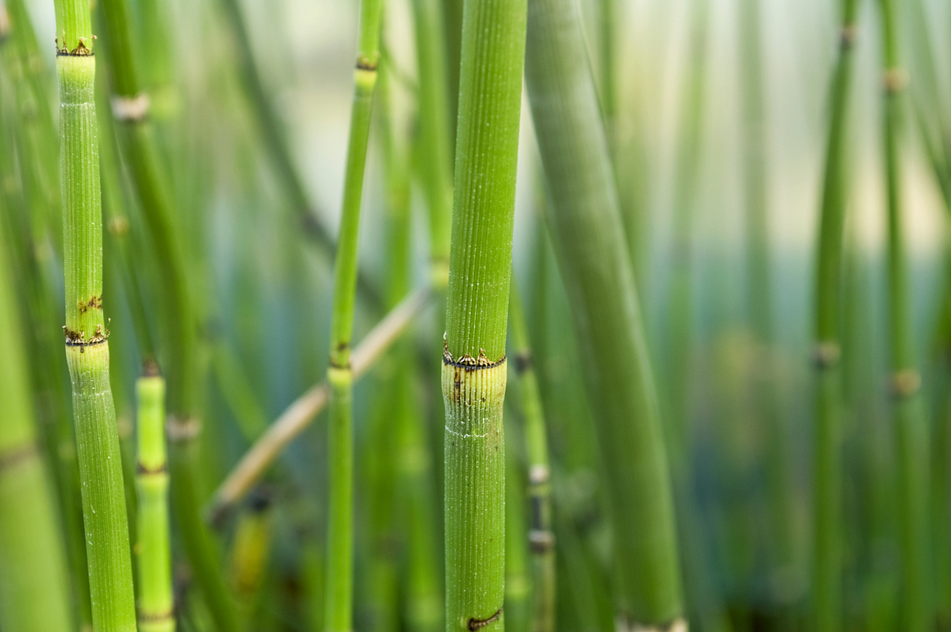 【千金苇茎汤】——专治肺里的痰,火,瘀,让你呼吸更顺畅!  今天给大家