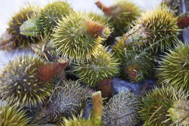 看上去以为是荷花,原来它是"鸡米头",一斤卖到150元!