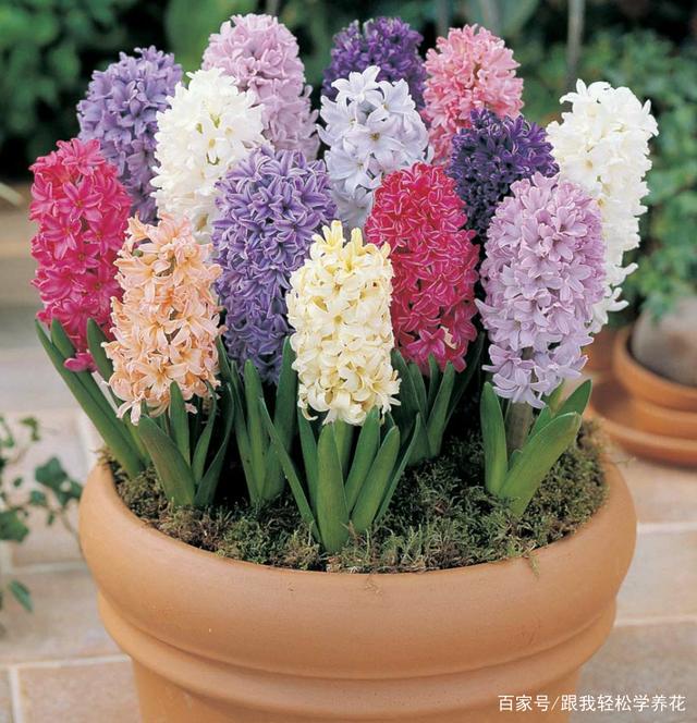 风信子夹箭?几个养殖错误及时改正,亭亭玉立花朵艳