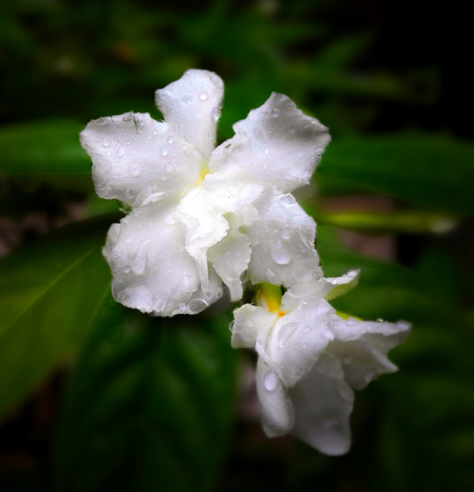 清新脱俗的狗牙花