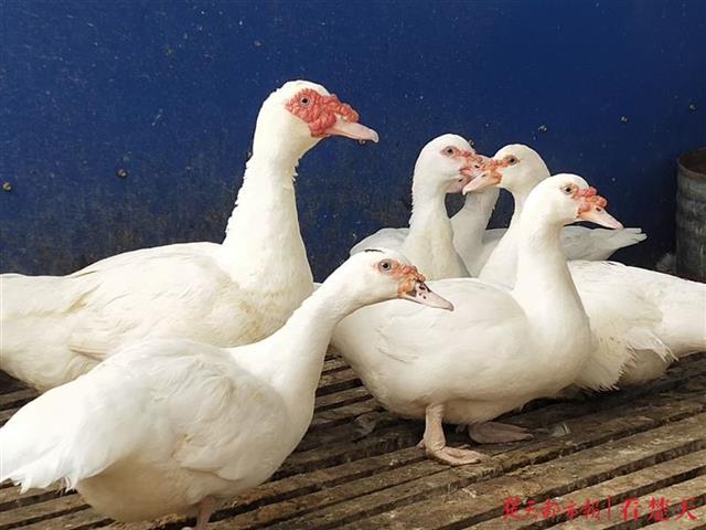 似鸭非鸭的阳新(屯鸟),舌尖上的一道美味
