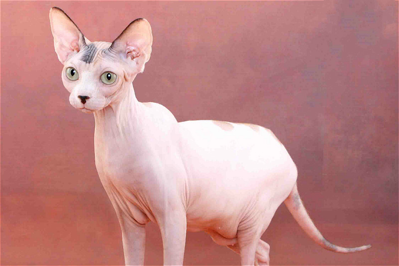 可爱的斯芬克斯猫咪,它们没有毛发,却有着无法忽视的魅力