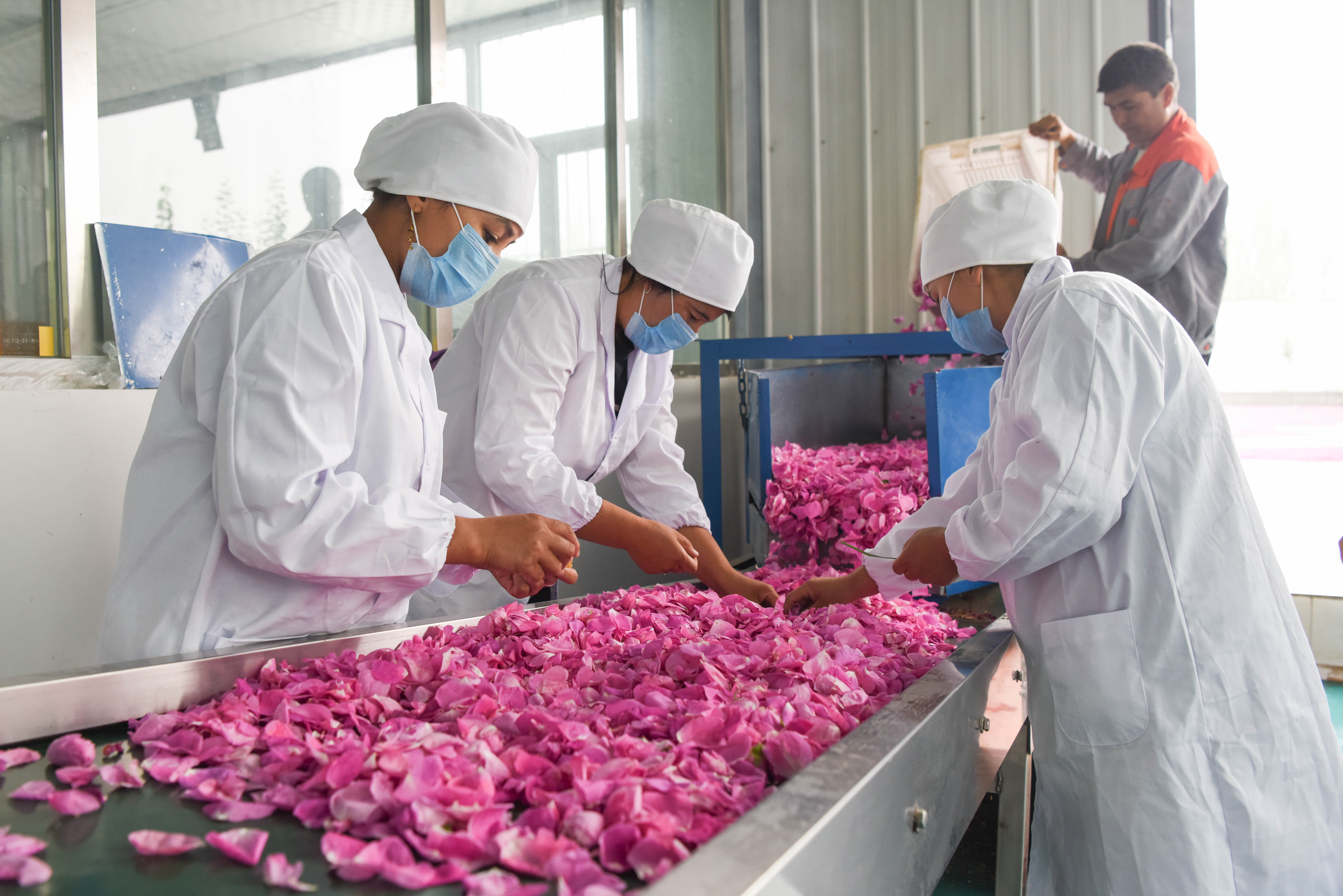 种植"浪漫"收获财富——沙漠玫瑰为新疆和田农户铺就脱贫路