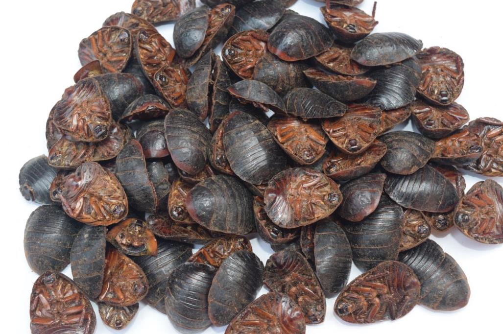 土鳖虫是我国传统的名贵药材,具有破血逐瘀,续筋接骨之功效,用于跌打