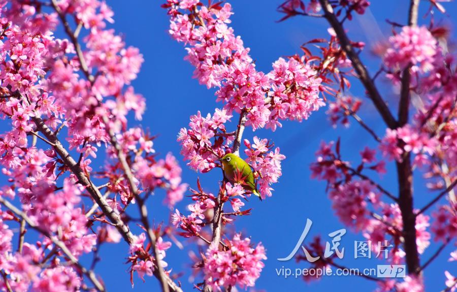 紅河哈尼族彝族自治州彌勒市湖泉生態園櫻花盛開,成為鳥語花香的風景