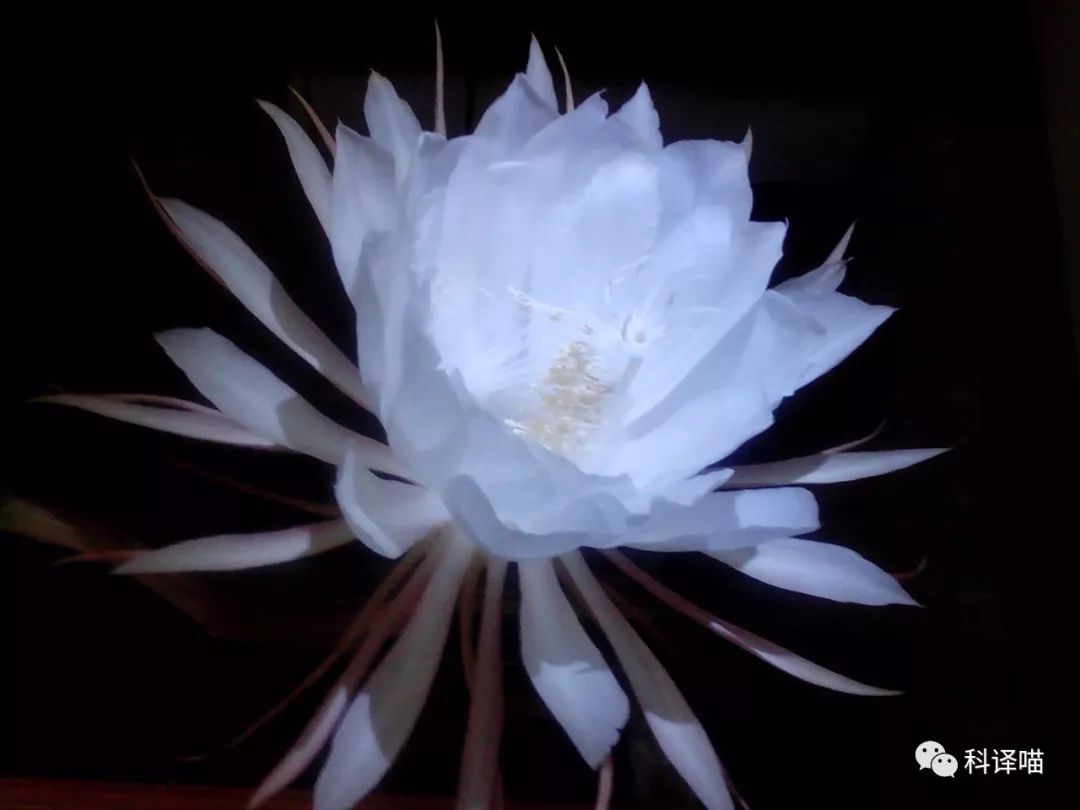 昙花一现的故事