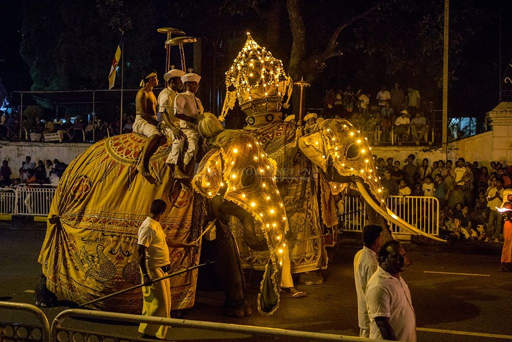 斯里兰卡欢庆"佛牙节",一头70岁的大象瘦骨嶙峋令人泪奔!