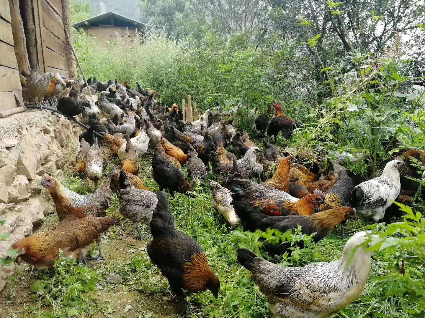 土鸡- 热门商品专区