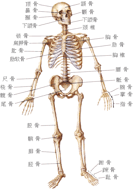 骨骼肌模式图图片