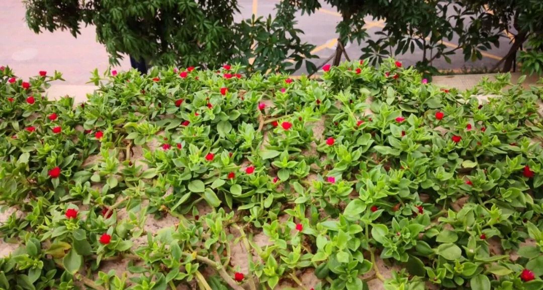 露台上的朋友之花蔓草