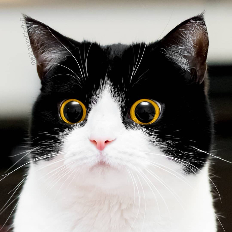 奶牛猫的八字刘海儿可以有多好看?