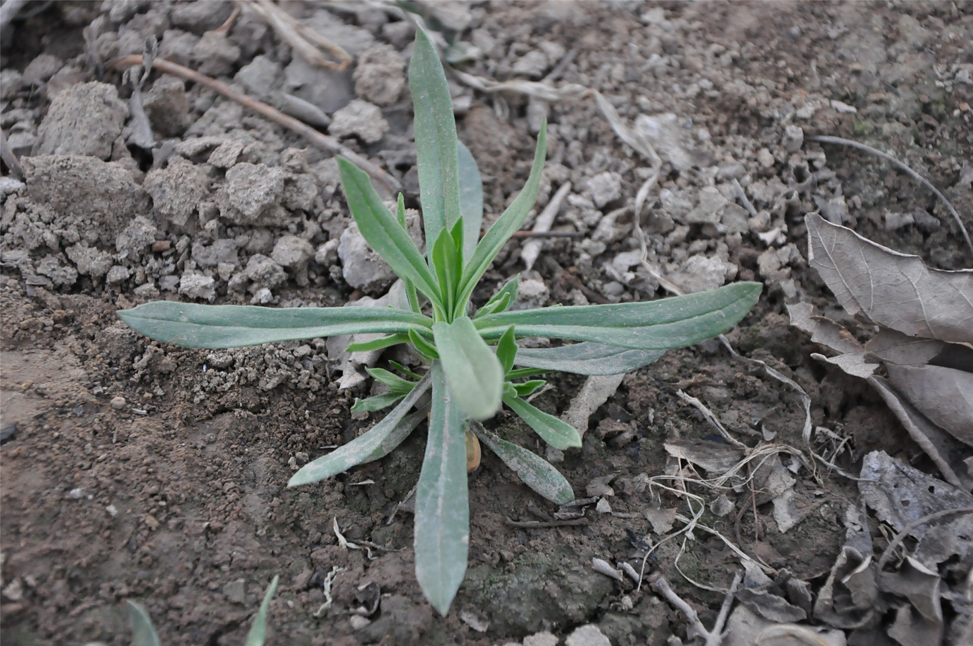 春天挖野菜,碰上就要采摘的8种,一个比一个鲜,省买菜钱了