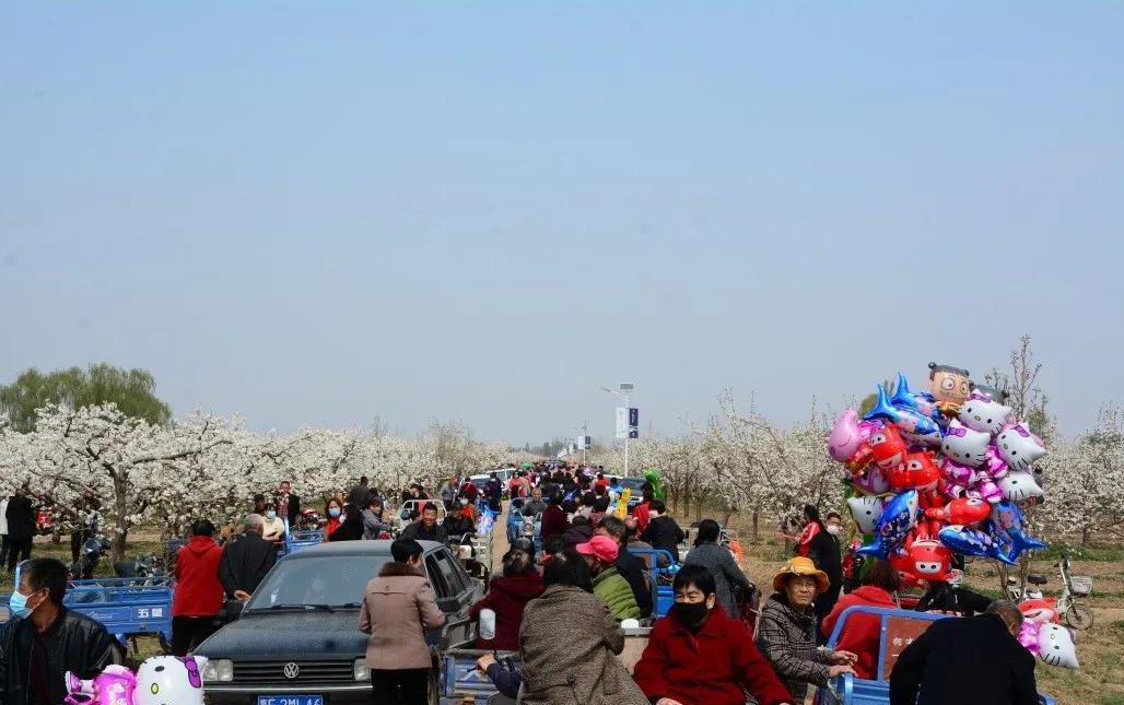 首届雄安·雄州梨花节 在雄州古淀梨湾开幕