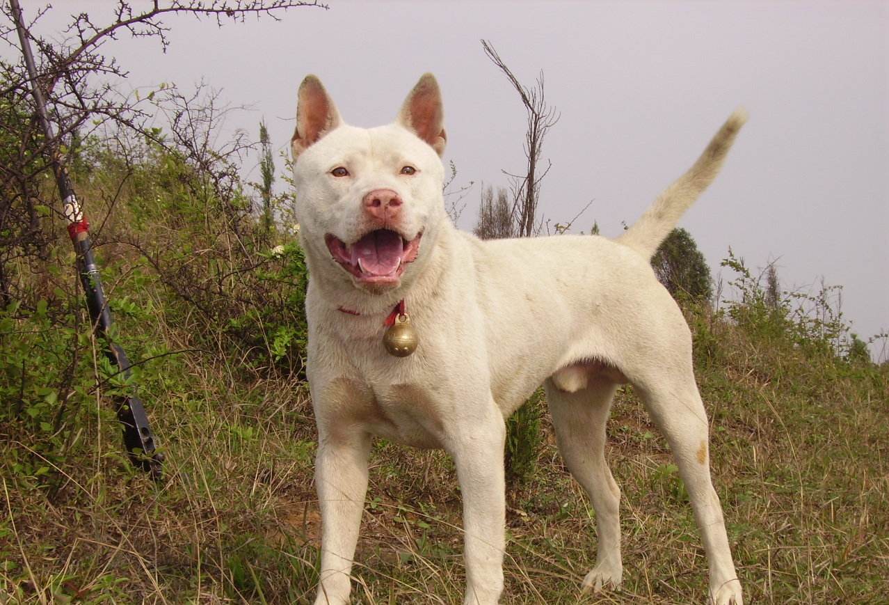 世界顶尖的三种猎犬,中国名犬跻身豪强,其中一种以屠狼闻名于世