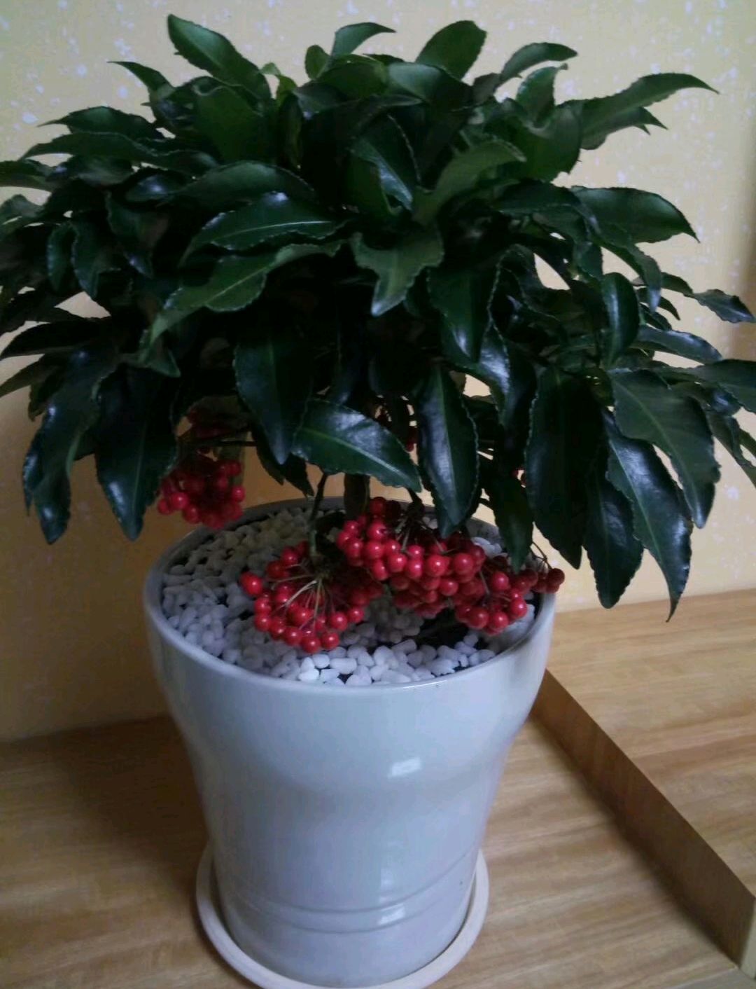 家中有这个花,都看花开富贵了!富贵籽