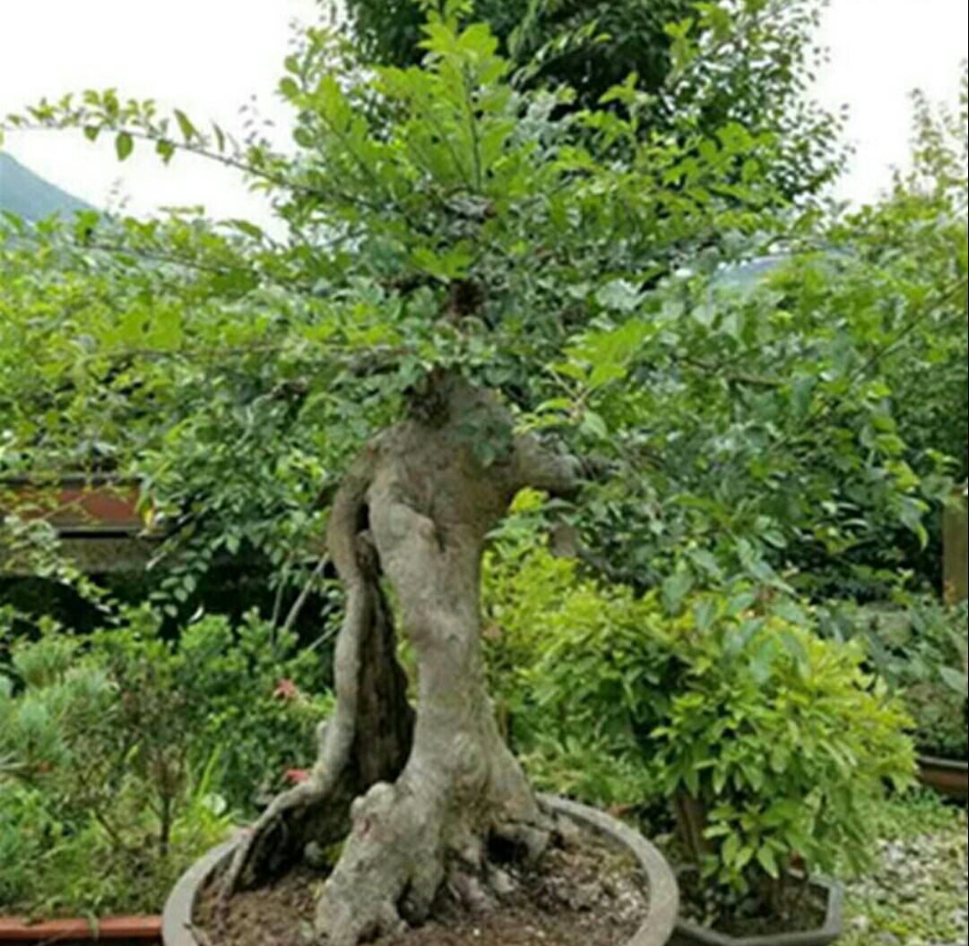 野外榆树疙瘩,苍劲嶙峋,姿态优美,做成盆景观赏性更高