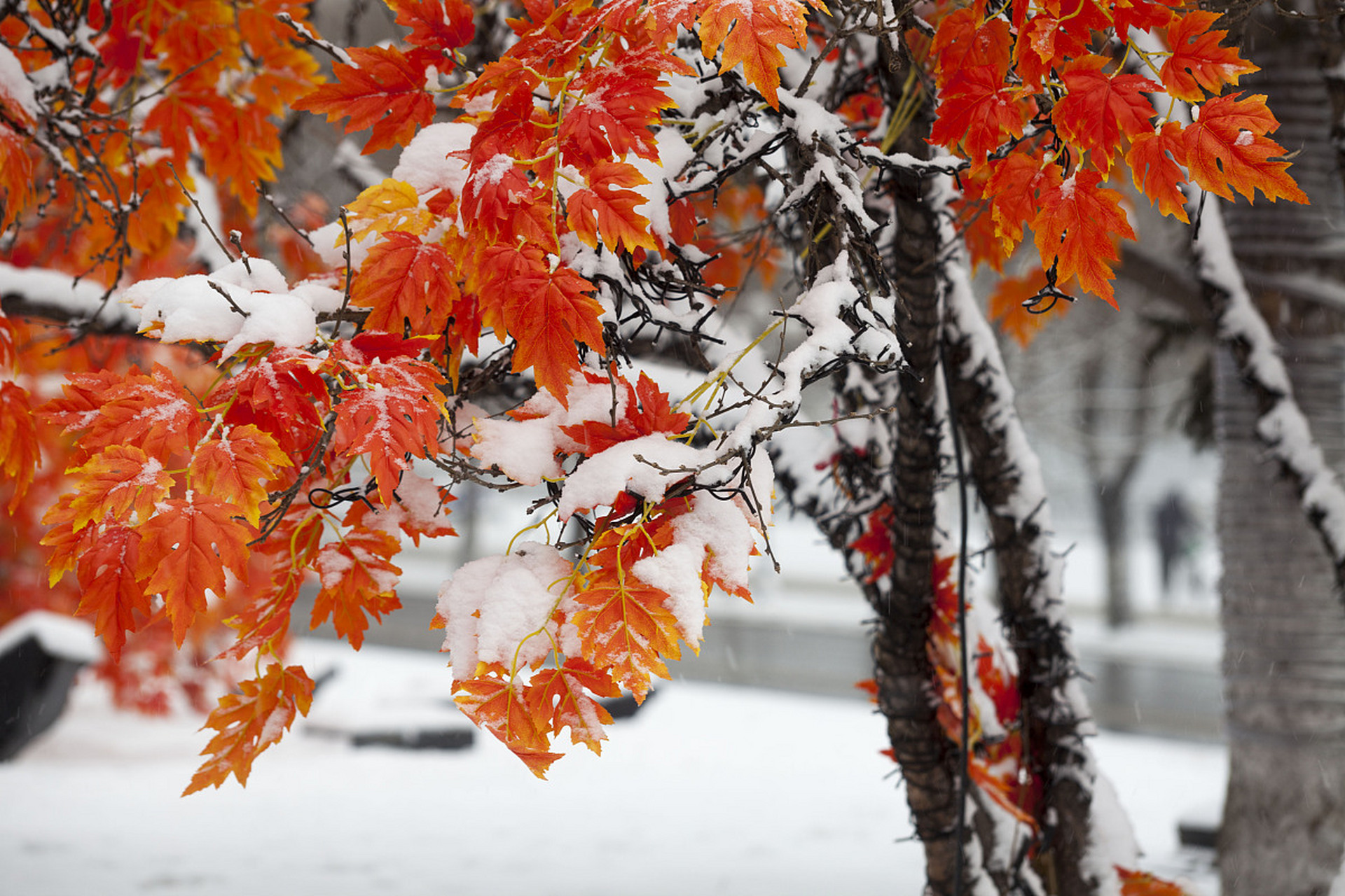 9015 济南红叶谷:位于山东省济南市历城区,因秋季满谷红叶而得名.
