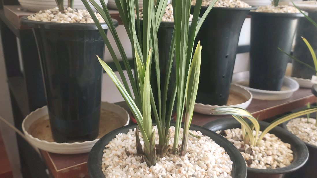 北方兰花养殖,新手适合养什么兰花