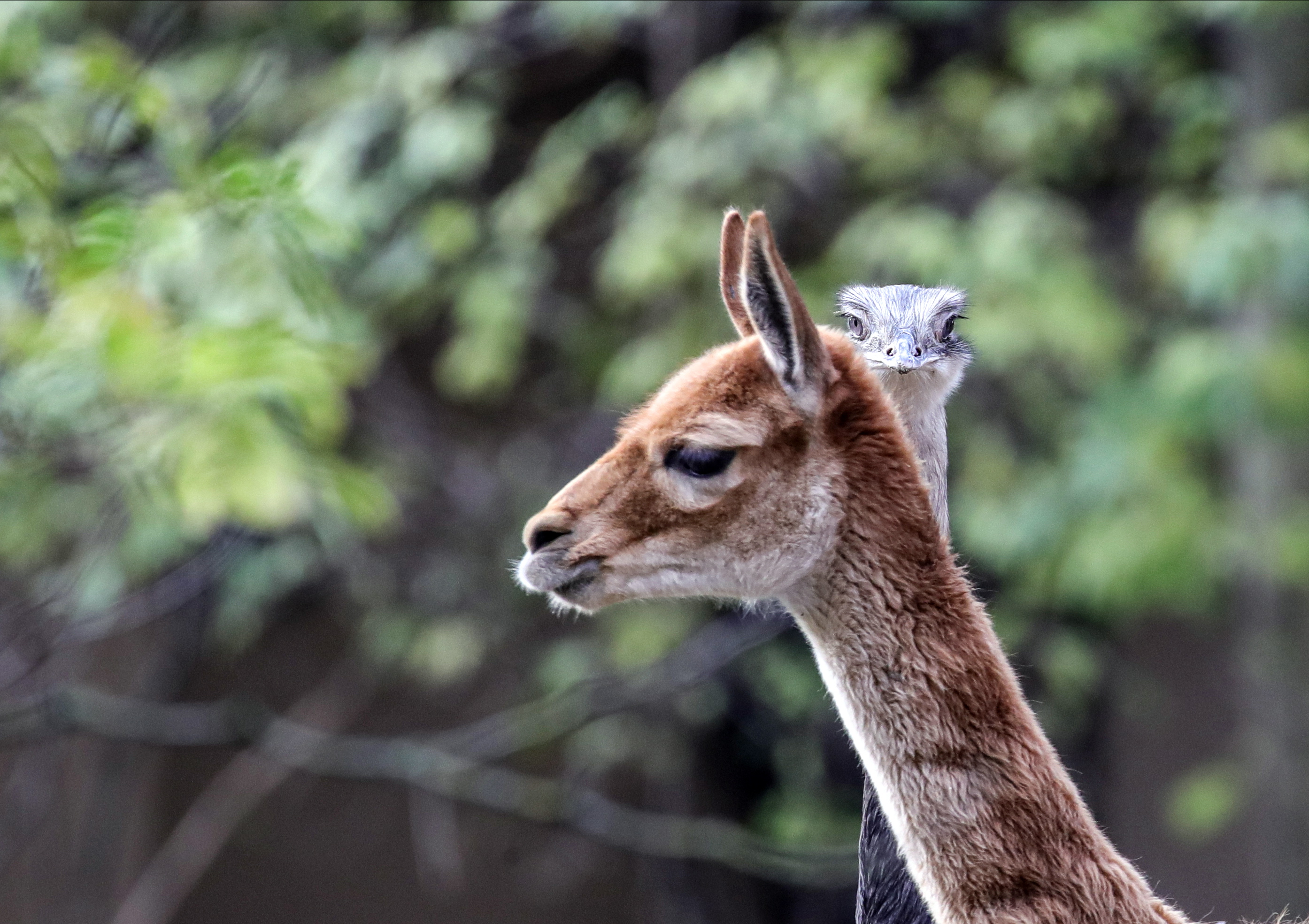 法兰克福动物园的动物们