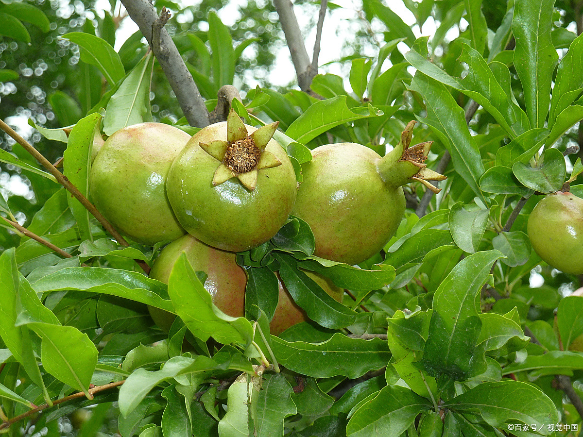 果树- 热门商品专区
