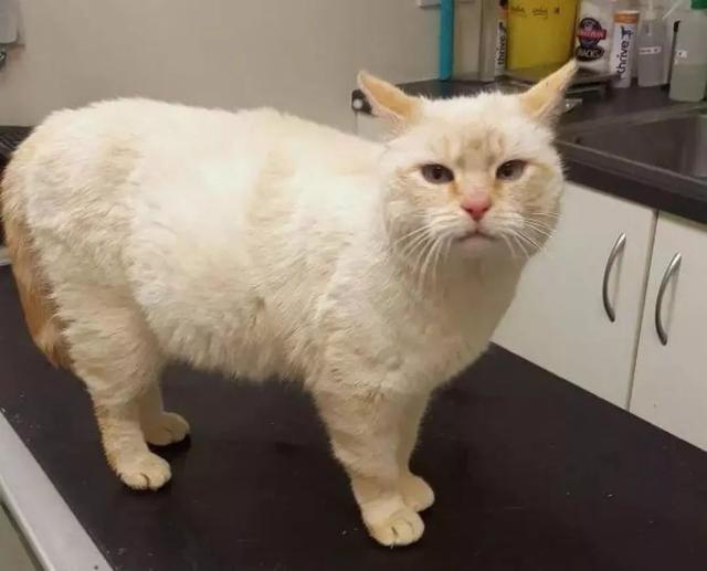 10岁猫咪不服老,活吞老鼠致腹胀,铲屎官憋笑送医