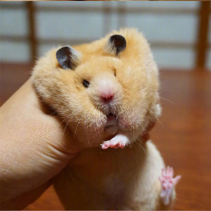 今天吸个肥嘟嘟的仓鼠,胃口好吃嘛嘛香 转载自百家号作者:cfun小宠