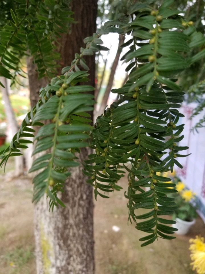 常见容易混淆的粗榧和红豆杉怎么区分呢?