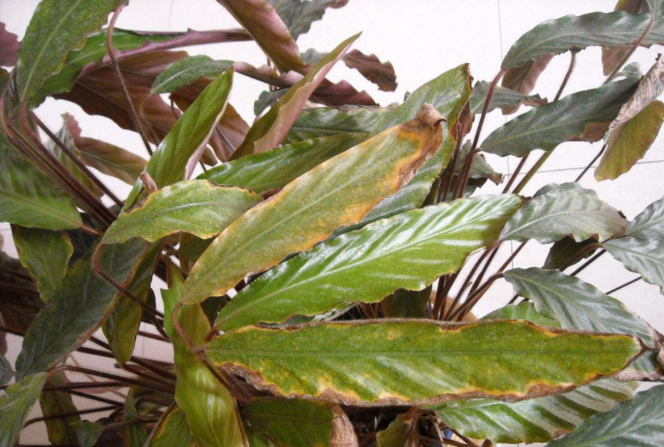 阳台种菜长势不好,叶片焦黄不全是太阳暴晒造成,找准原因很重要