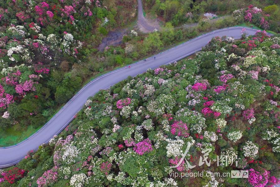 3月31日,贵州毕节百里杜鹃花相继绽放,前来赏花游客如织.