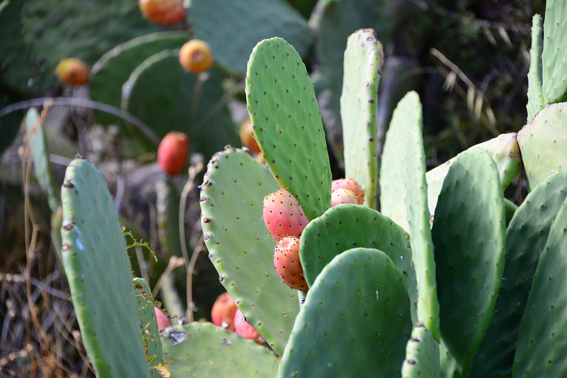 [大笑]  仙人掌是一种耐旱,耐寒的多肉植物,适合在干燥和阳光充足的