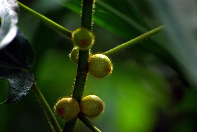 南方这植物,果实像桃却不是桃,人称"五爪龙",煲汤是一绝