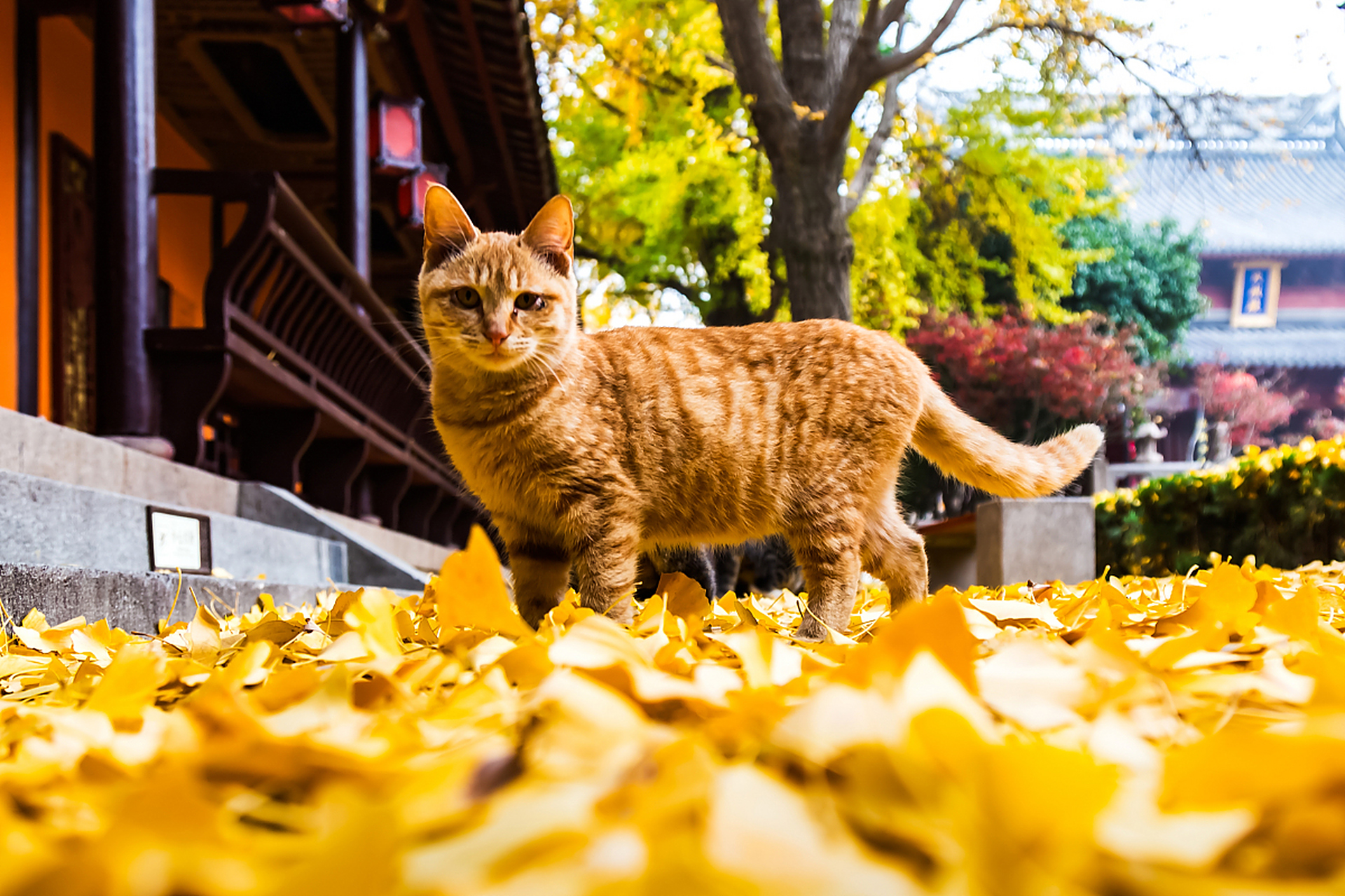猫:在秋天的屋檐下,猫们安静地晒太阳,享受着美丽的秋景和温暖的气候.